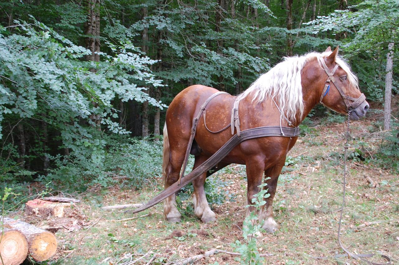Rifugio Casello Margherita Camigliatello Silano Luaran gambar