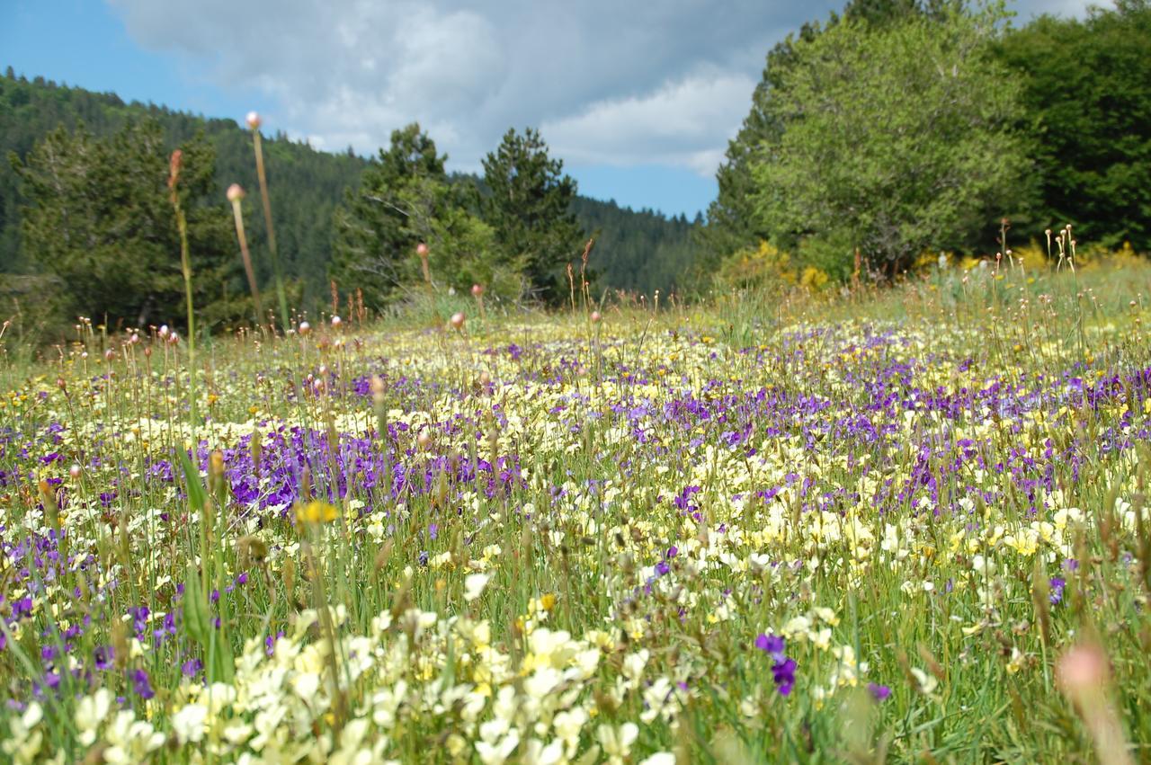 Rifugio Casello Margherita Camigliatello Silano Luaran gambar